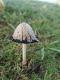 Coprinus comatus