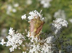  (Carpocoris pudicus)