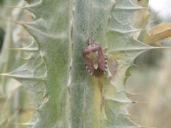  (Dolycoris baccarum)