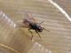 Musca domestica