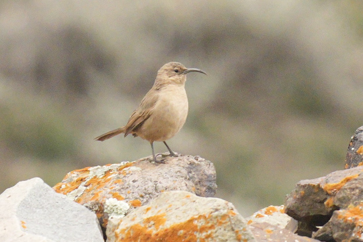 Foto Bandurrita Andina