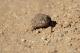 Odontophrynus asper