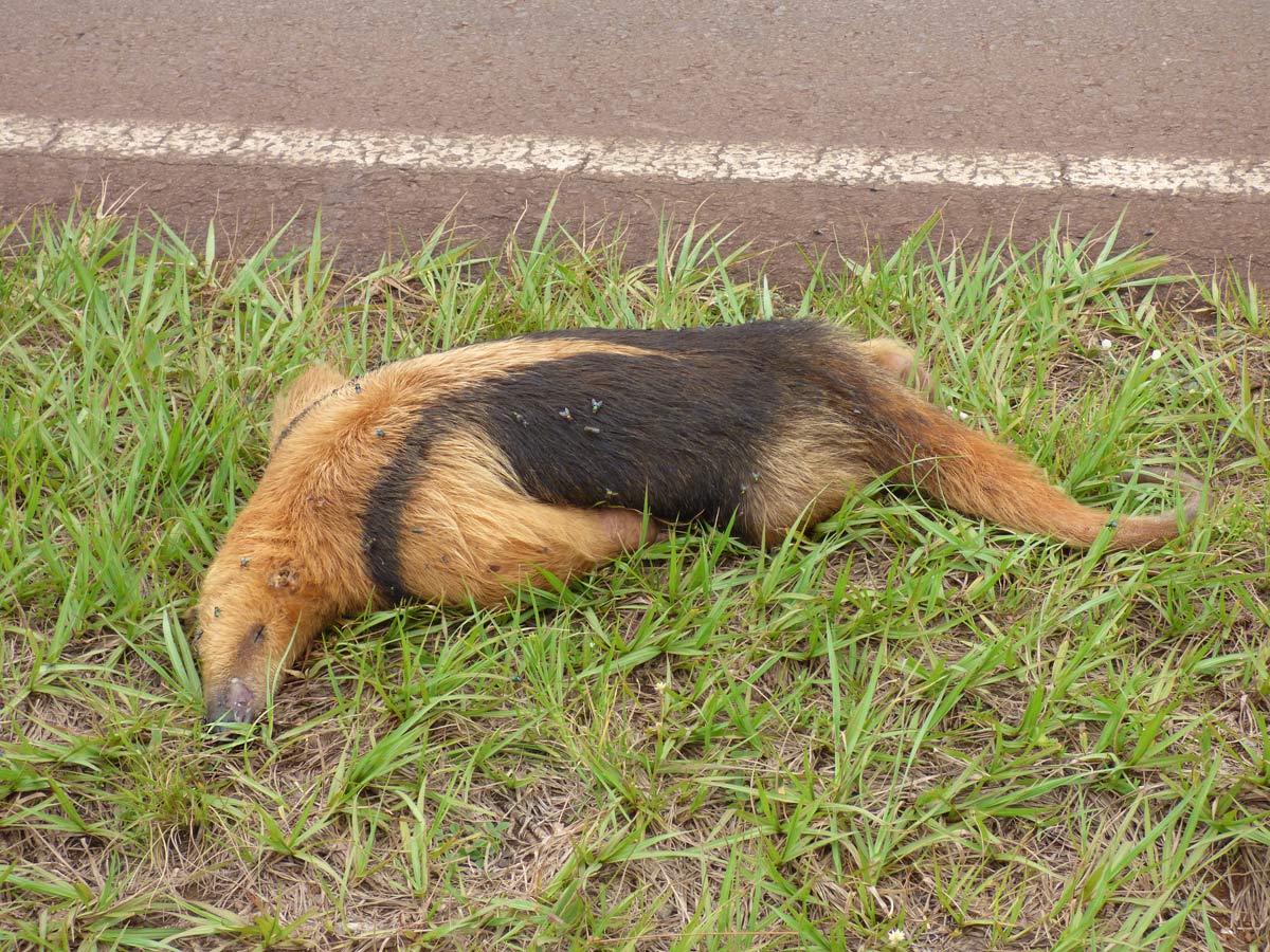 Foto Oso Mielero