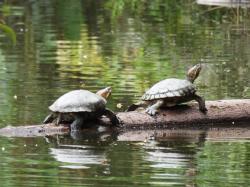  (Trachemys callirostris)