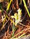 Canna glauca