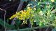 Solidago chilensis