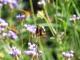 Hylephila ancora