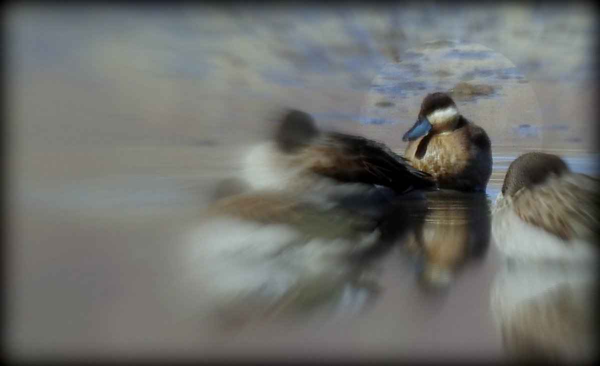 Foto Pato Puneño