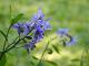 Solanum amygdalifolium