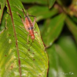  (Neometrypus aculeatus)