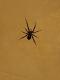 Steatoda retorta