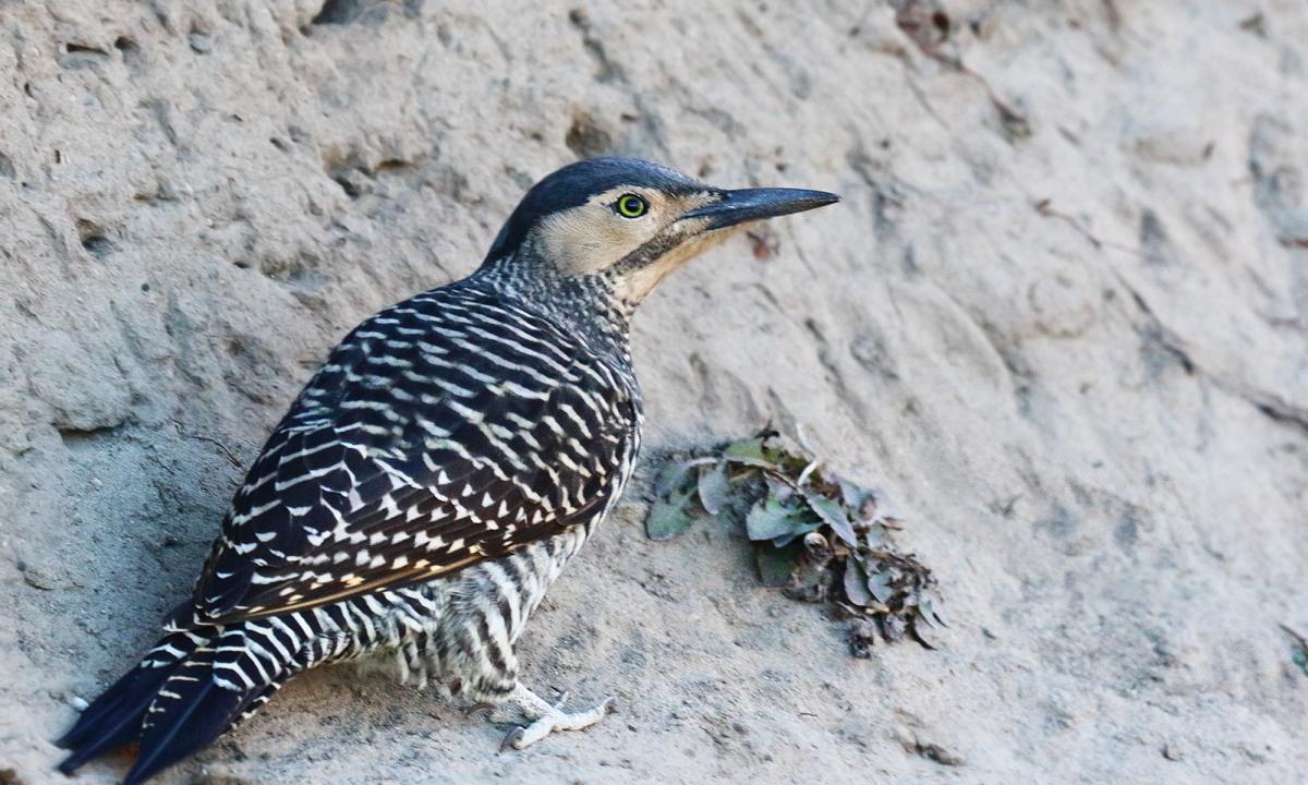 Foto Carpintero Pitío