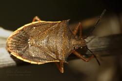  (Euschistus imitator)