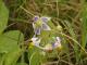 Solanum commersonii