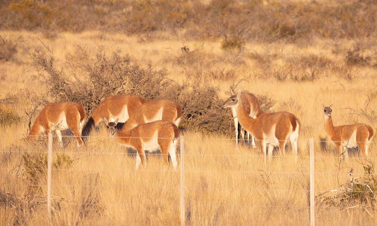 Photo Guanaco