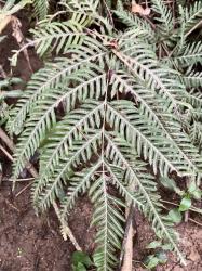  (Pteris tremula)