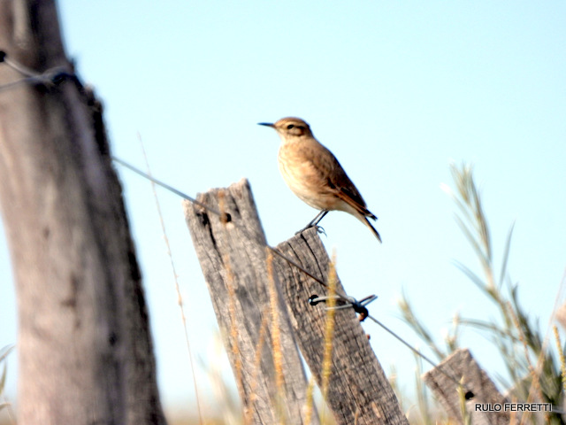 Foto Caminera Común