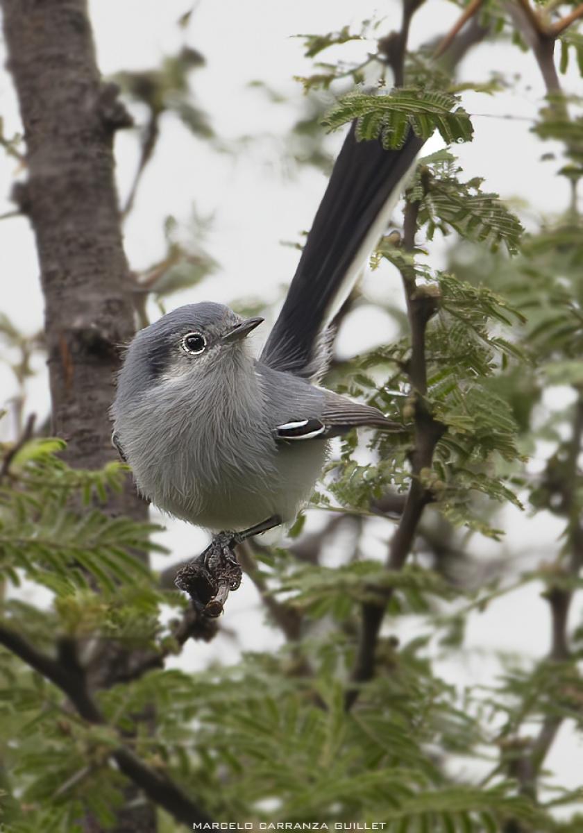 Photo Tacuarita Azul