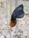 Hylesia nigricans