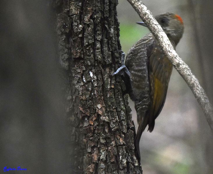 Foto Carpintero Oliva Chico