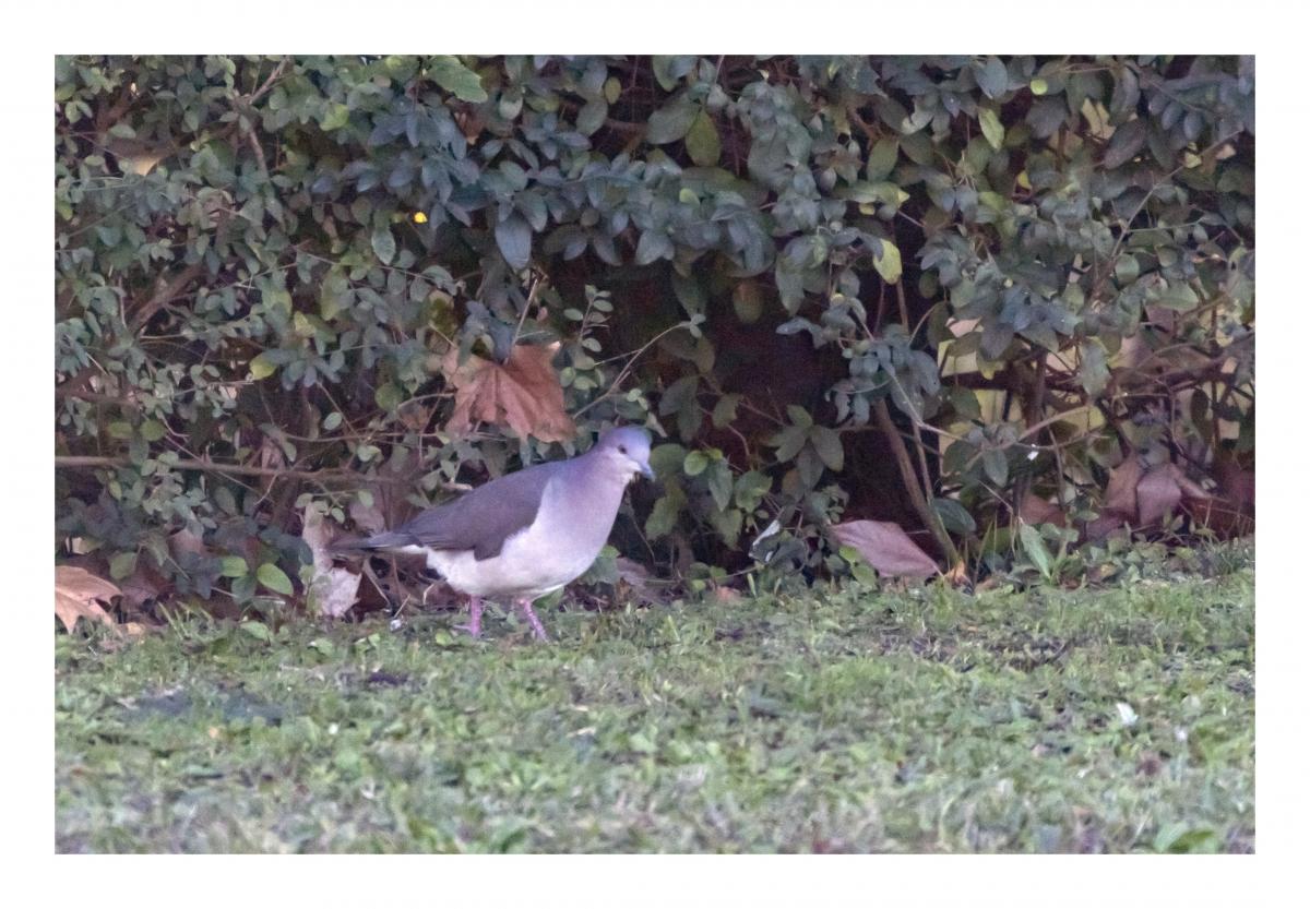 Foto Yerutí Común