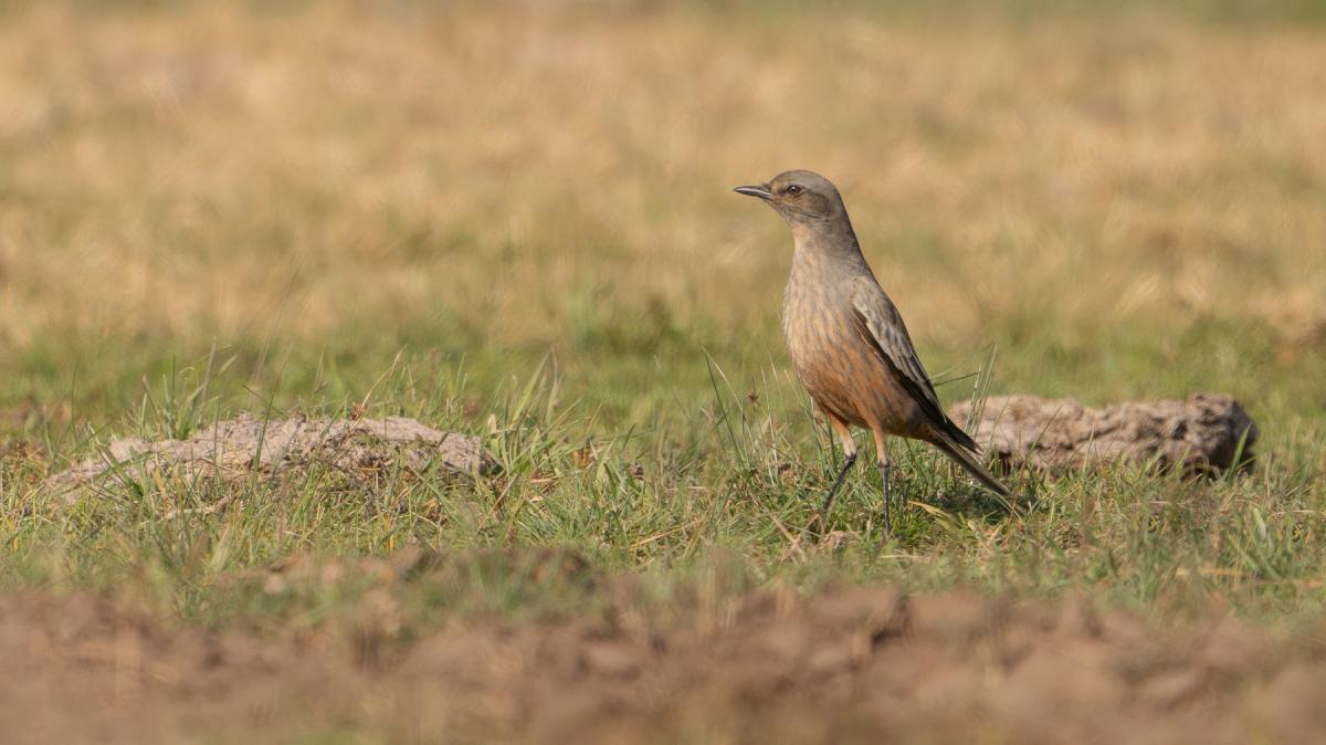 Foto Monjita Chocolate