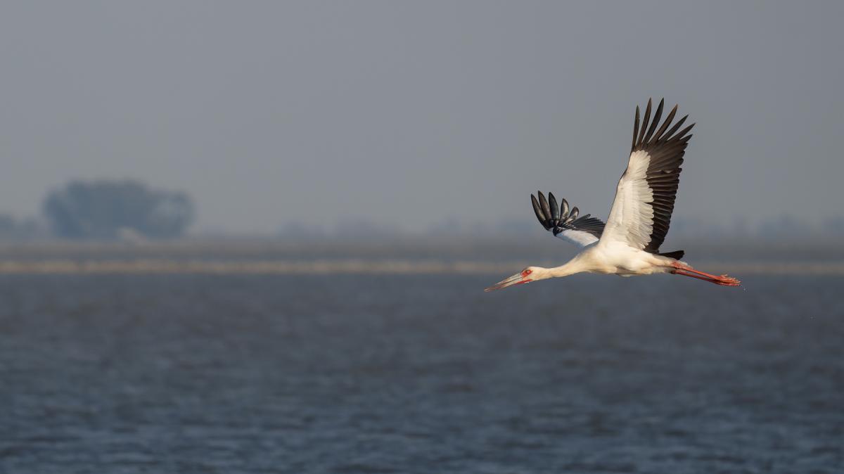 Photo Cigüeña Americana