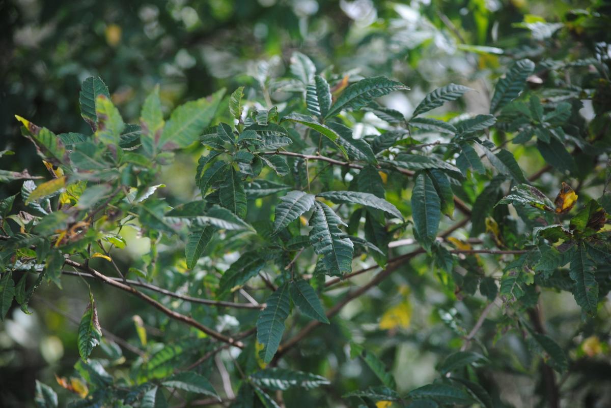 Foto Chalchal De Las Personas