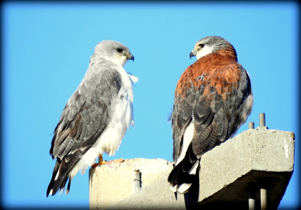 Photo Aguilucho Común