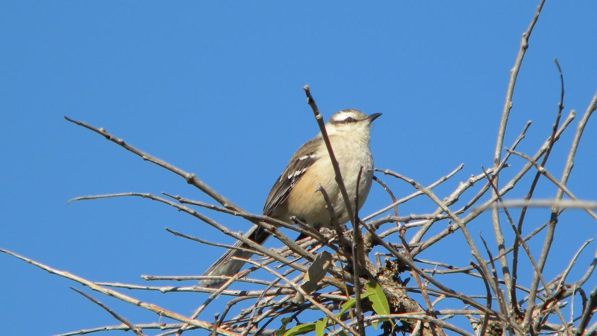 Foto Calandria Grande