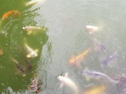 Common Carp (Cyprinus carpio)