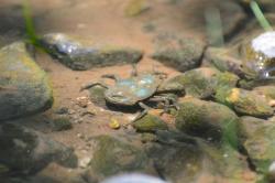 Foto Cangrejo de Río