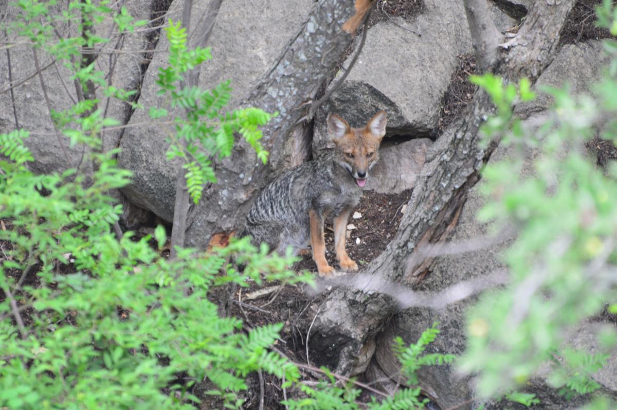 Foto Zorro Gris Pampeano