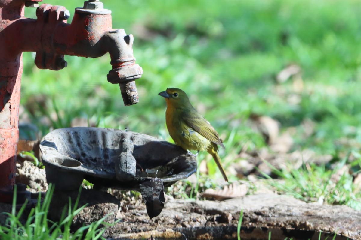 Foto Fueguero Común