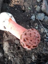 Foto Cuerno Hediondo