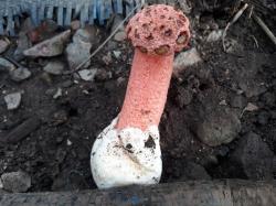 Foto Cuerno Hediondo