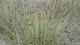 Juncus acutus