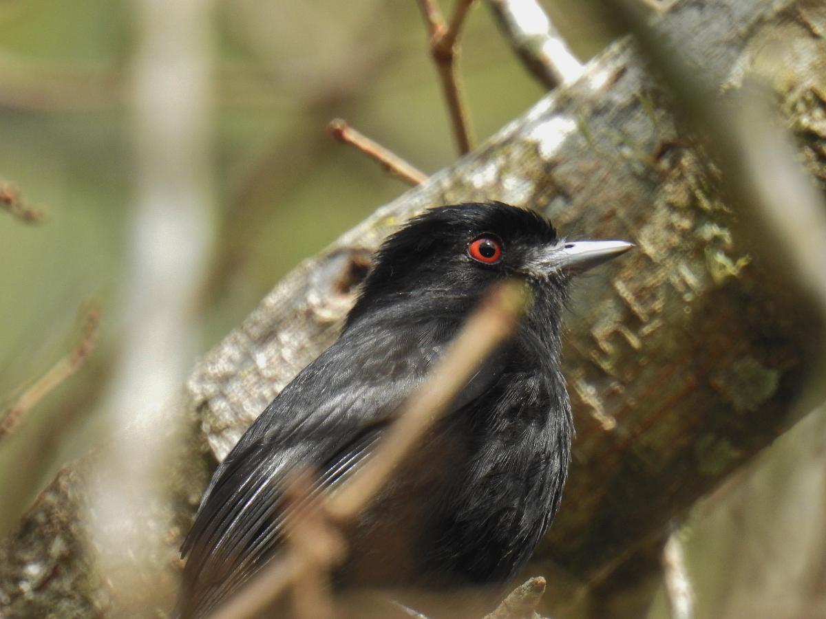 Knipolegus&nbsp;cyanirostris