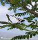 Pelecinus polyturator