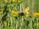Colias lesbia