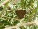 Yphthimoides celmis