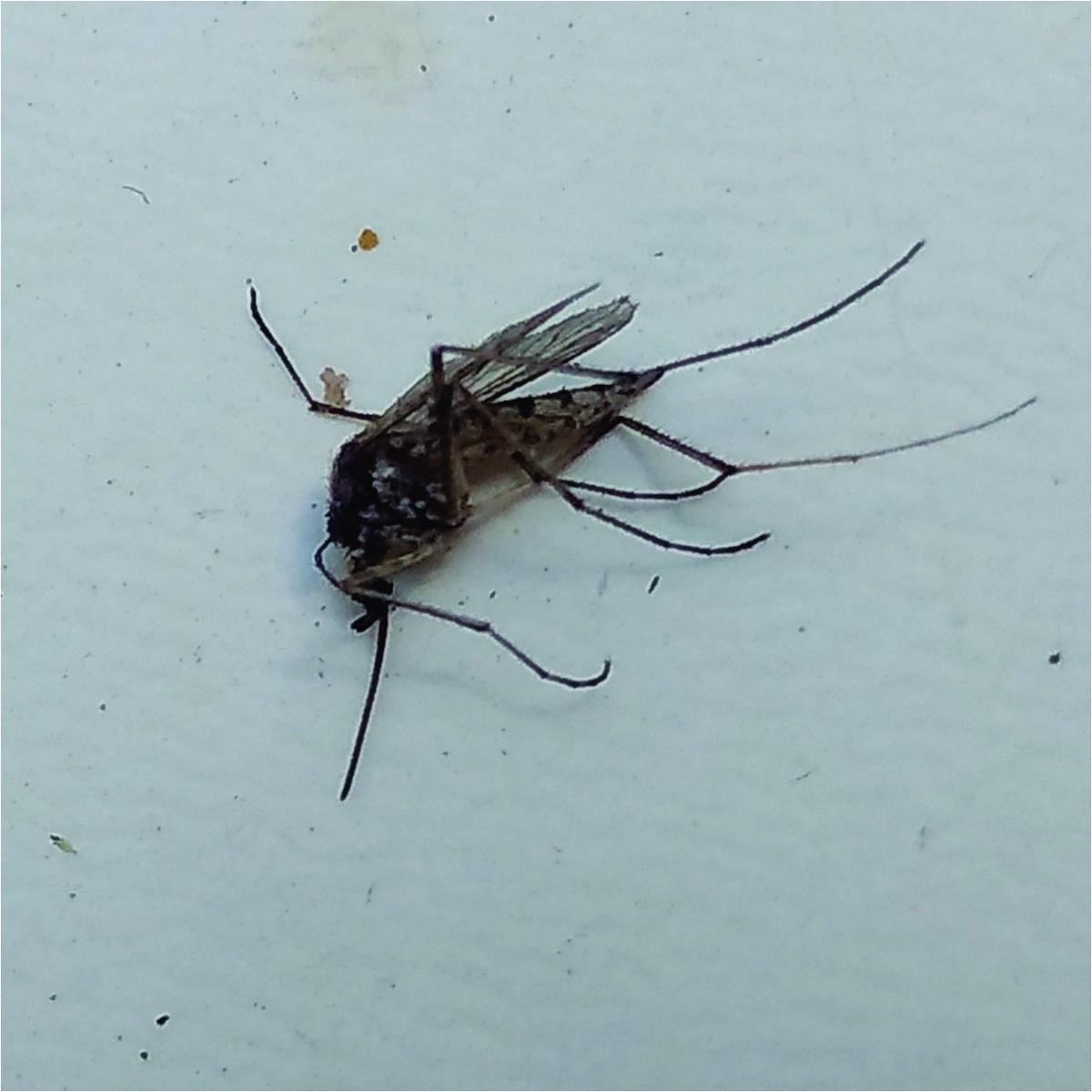 Foto Mosquito Charquero
