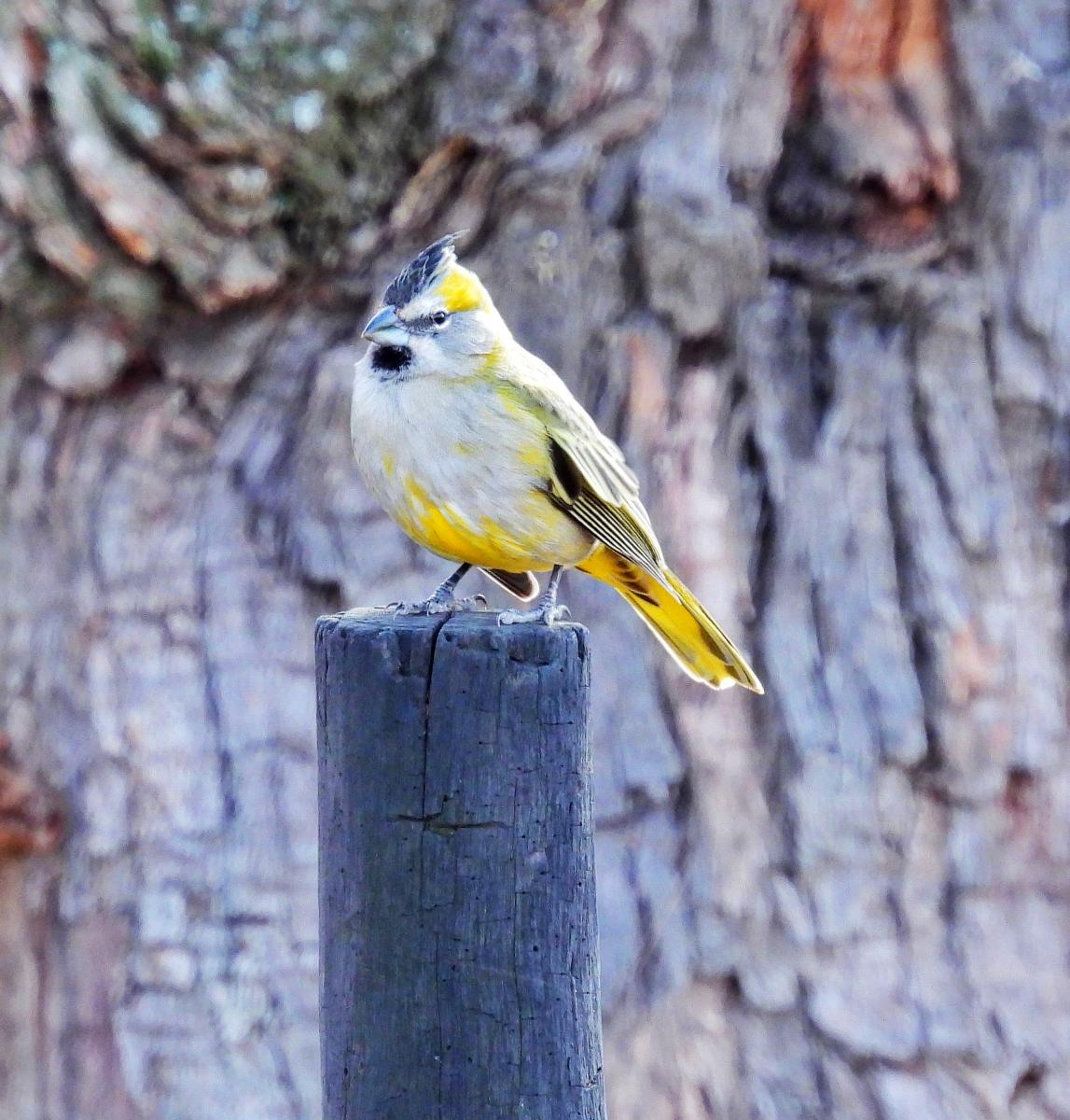 Photo Cardenal Amarillo