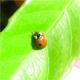 Adalia bipunctata
