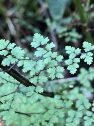  (Adiantopsis dichotoma)