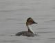 Podiceps occipitalis