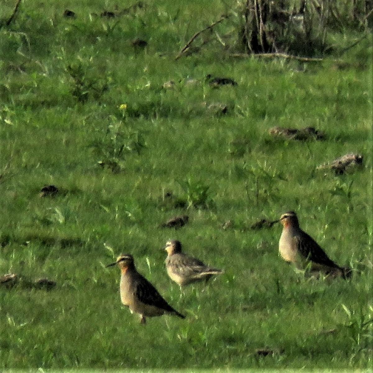Photo Chorlo Cabezón