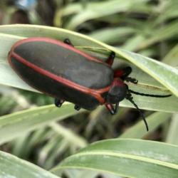  (Mecistomela marginata)