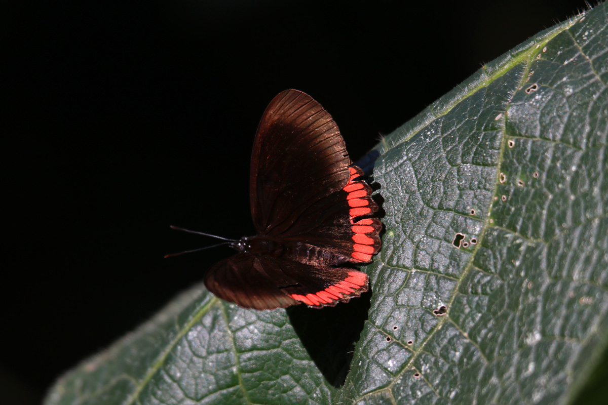 Foto Alas Sangrantes