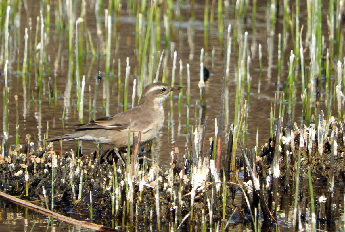 Foto Remolinera Común
